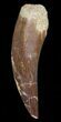 Fossil Plesiosaur Tooth - Morocco #39862-1